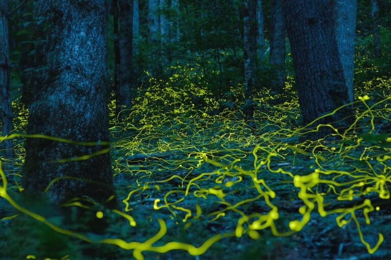 Long exposure photo that captures the light paths of a swarm of fireflies in a dark forest.