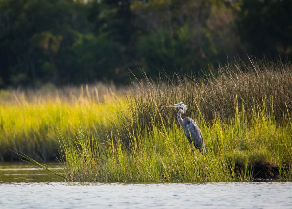 Navigating the Eastern Shore in Saxis Wildlife Management Area, VA