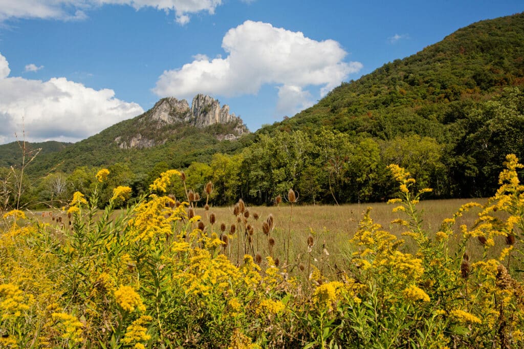 Dramatic mountain stands under a blue sky with green and yellow blooms in the foreground