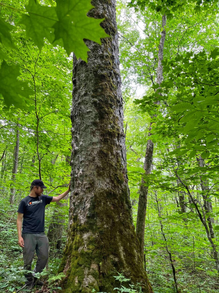 Man with a "I heart Pisgah" t-shirt on stands with a hand on a big tree in a forest