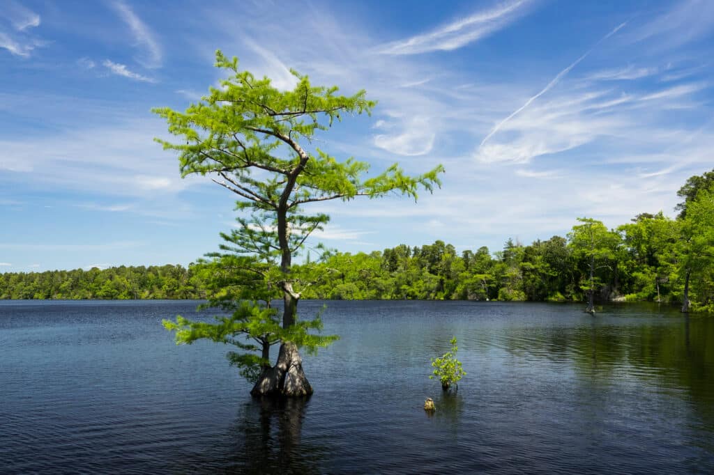 A tree grows out of a body of water in what looks like a lake with tree lined shore lines.