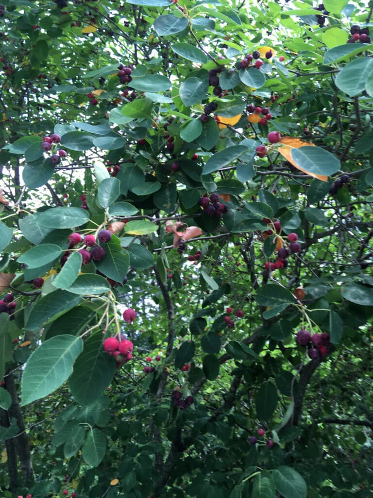 Close up photo of tree branches with oval shaped green leaves that are growing marble sized purple and blue berries.