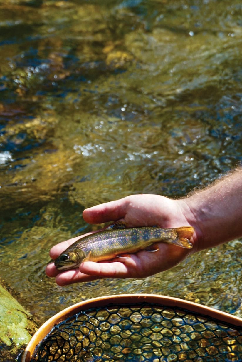 Person holds a small brook trout the size of their hand