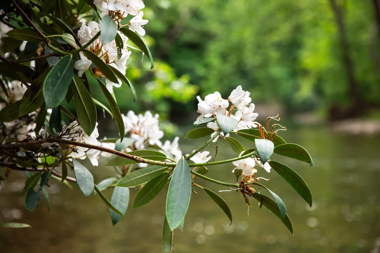 Hidden Gems Near Seneca Rocks